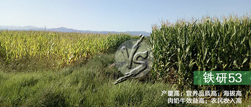 铁研53与别的玉米品种对比