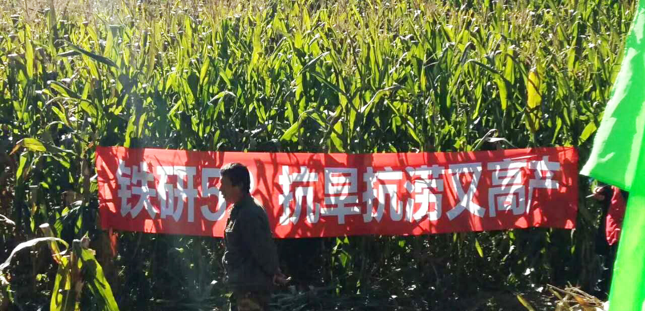 铁研53表现
