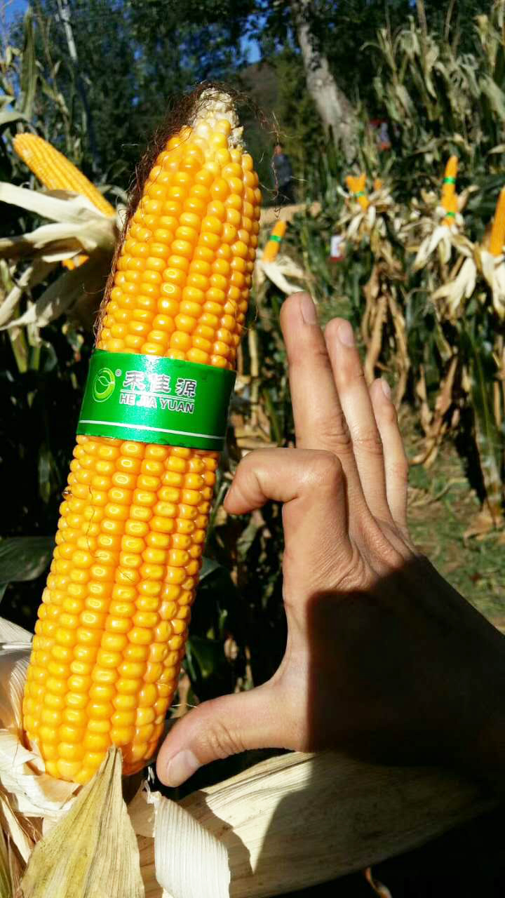 铁研53