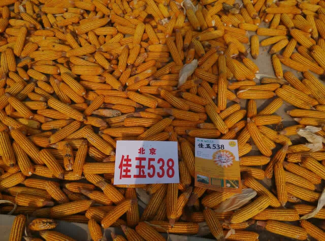 玉米