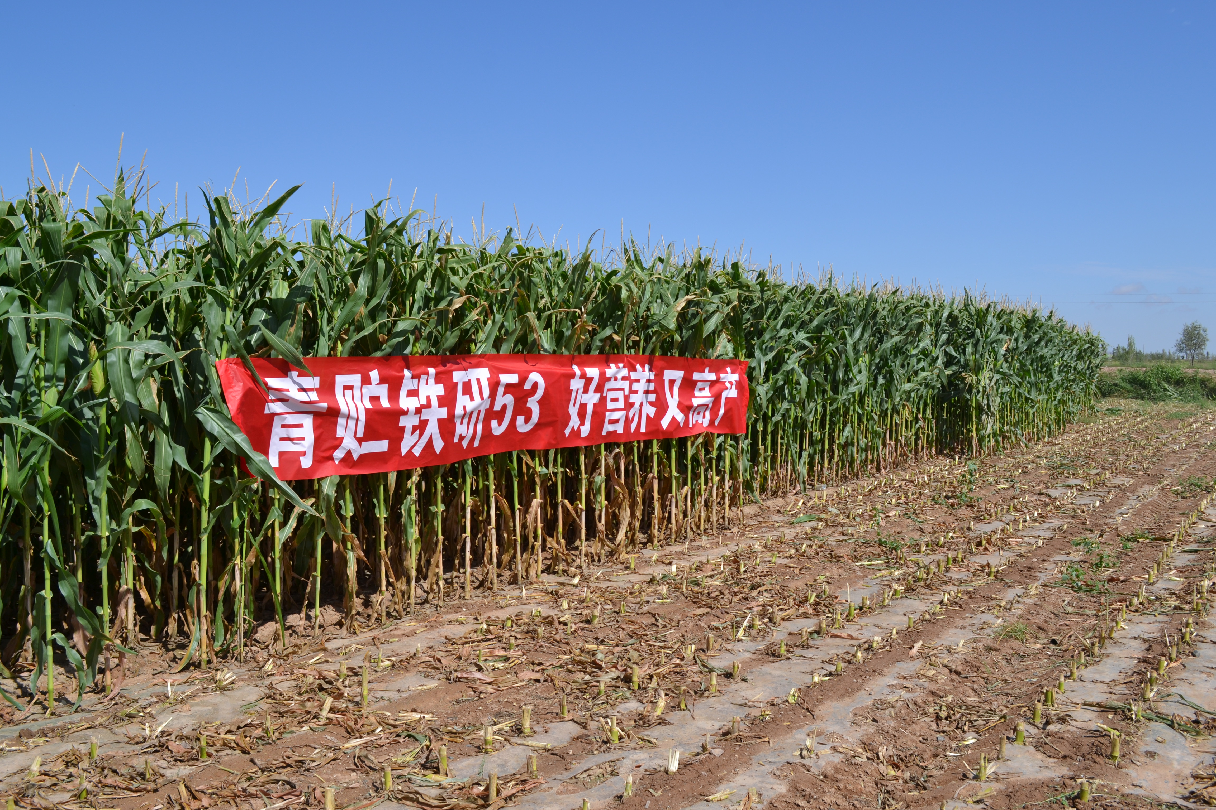 青贮玉米营养价值高