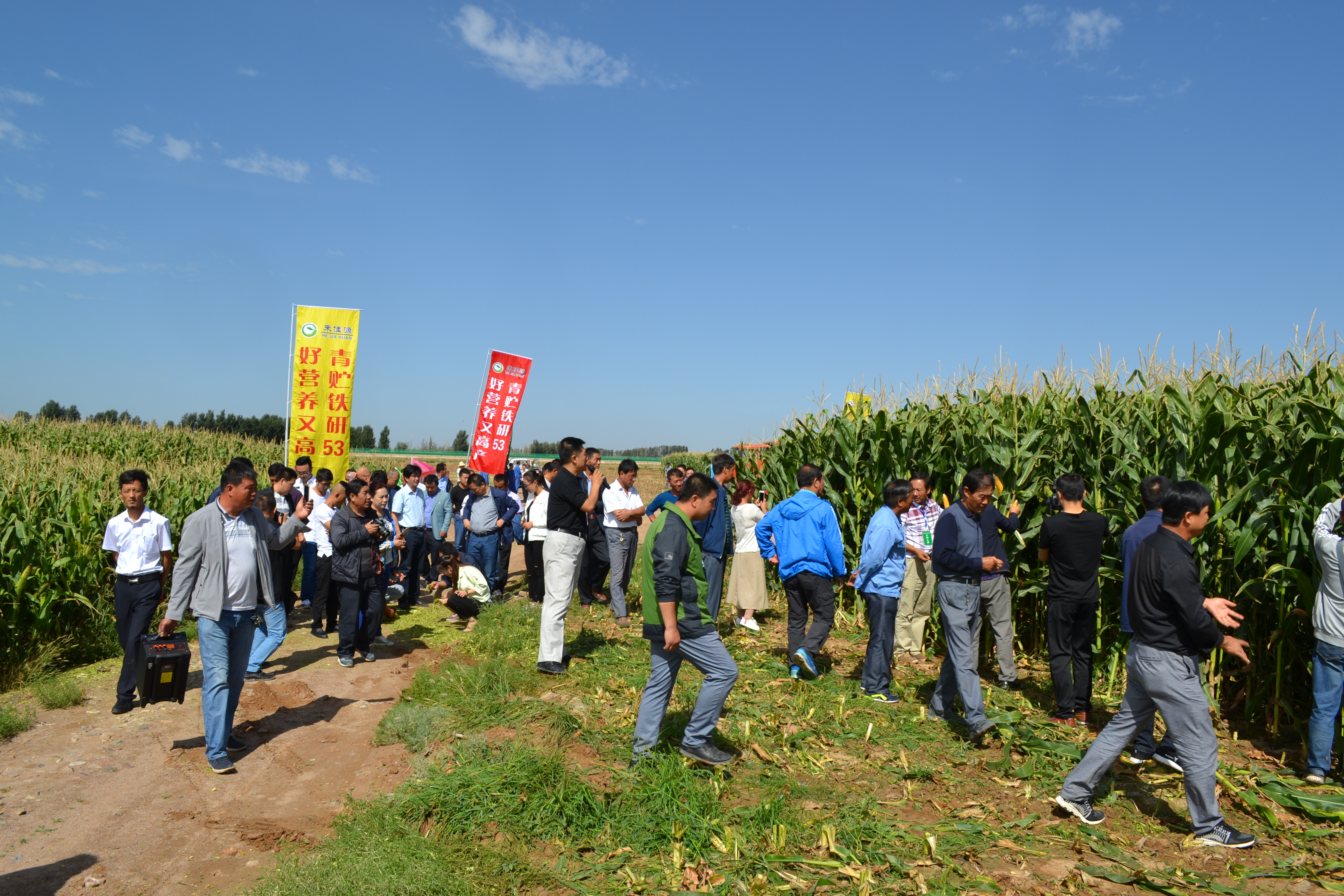 铁研53收割现场会