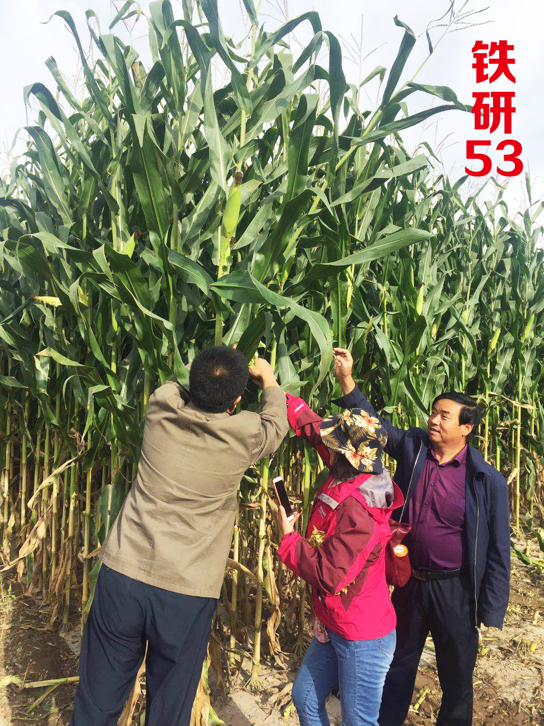 如何让玉米高产? 如何让玉米高产?