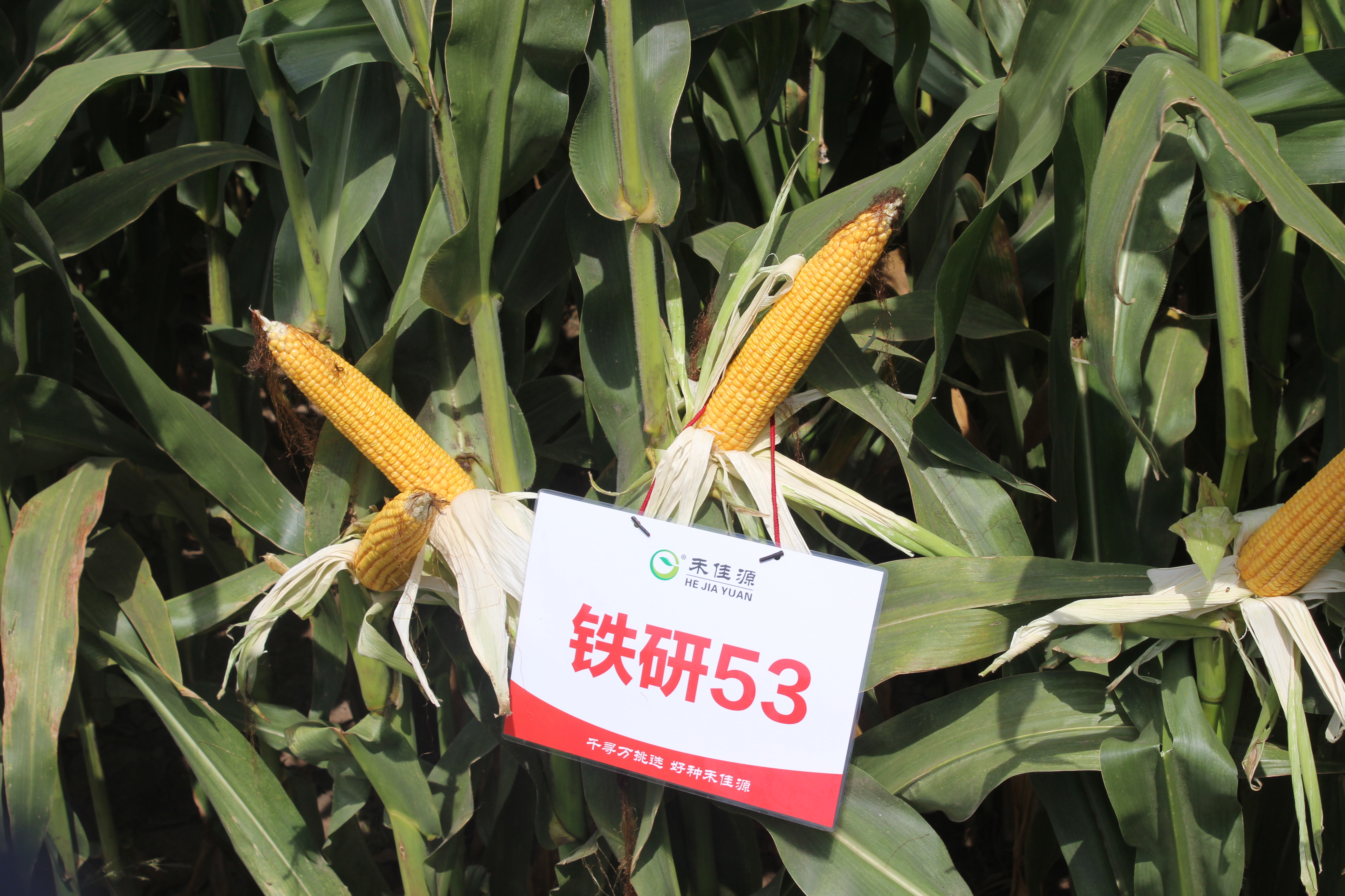 青贮玉米品种铁研53表现