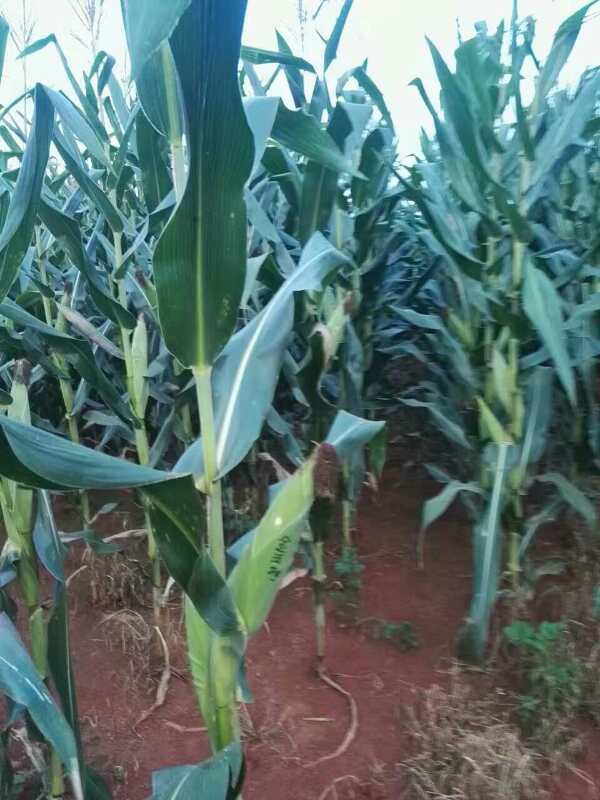 好的玉米品种根系表现
