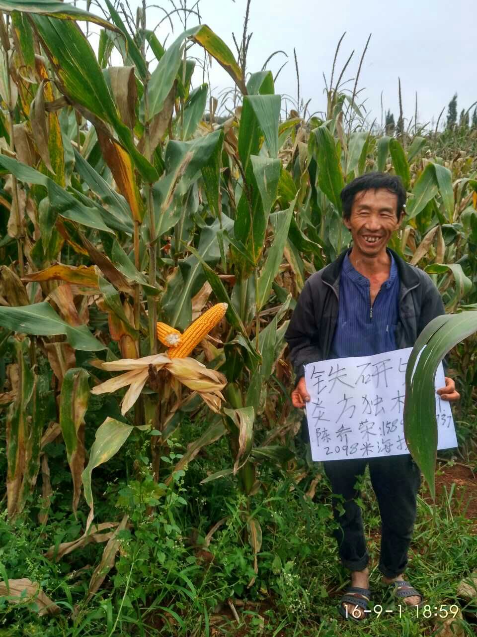 好玉米品种的植株表现