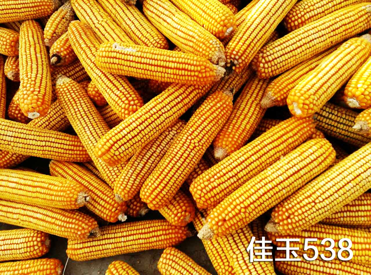 河南富吉泰种业2022年夏季玉米新品种观摩会盛大举行_农科新闻网