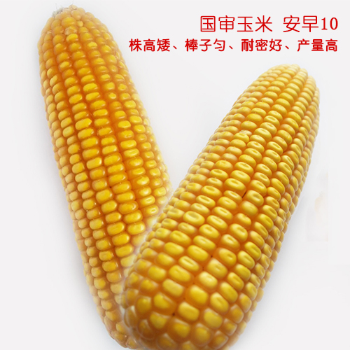 玉米种子安早10