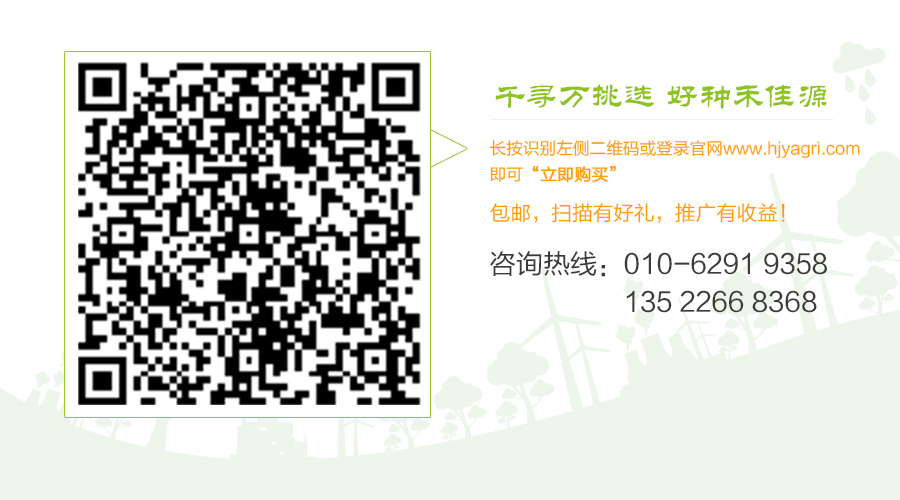 购买玉米种子