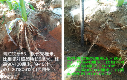 山西朔州青贮玉米铁研53表现