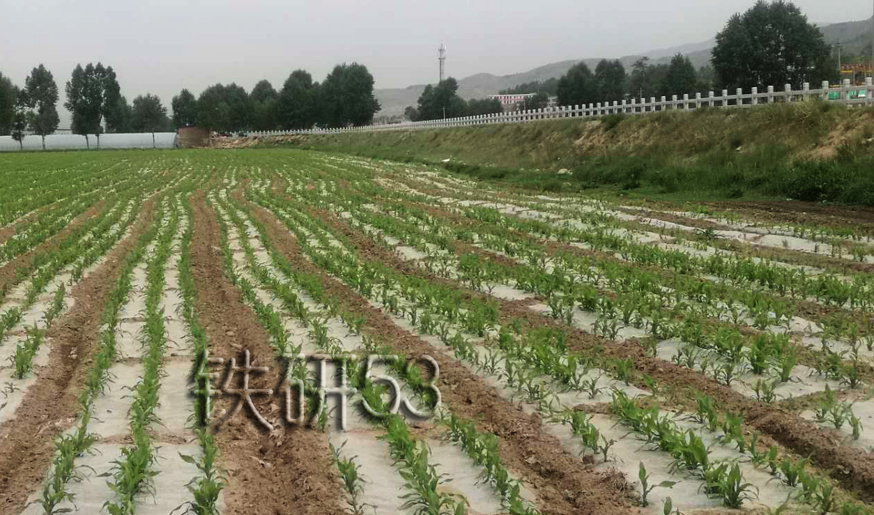 铁研53种植基地