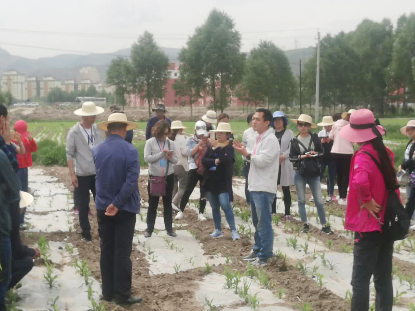 青贮玉米种植观摩会