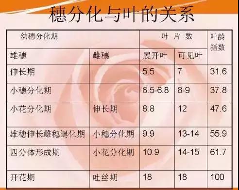 玉米种子批发