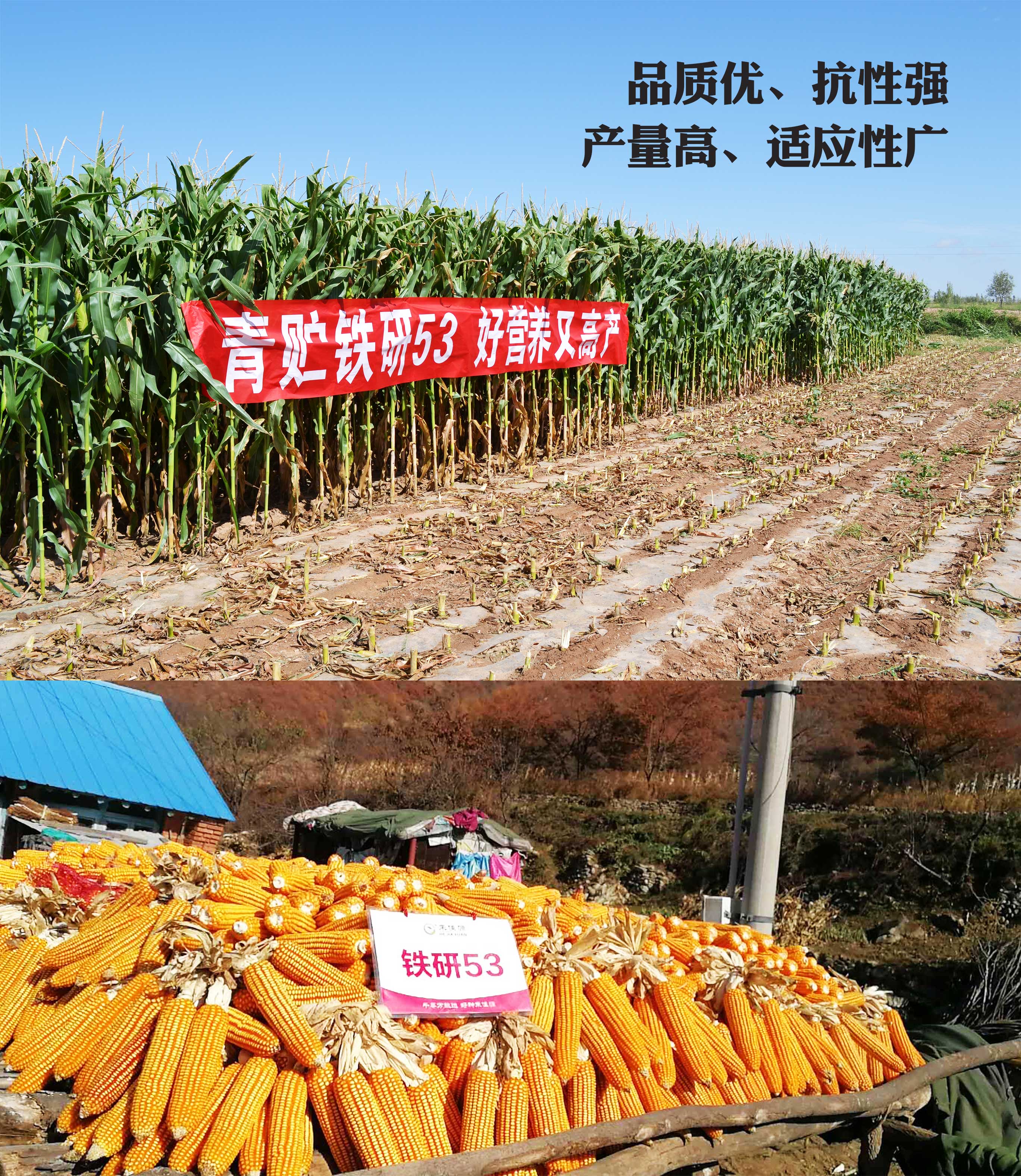 青贮玉米种植选什么品种