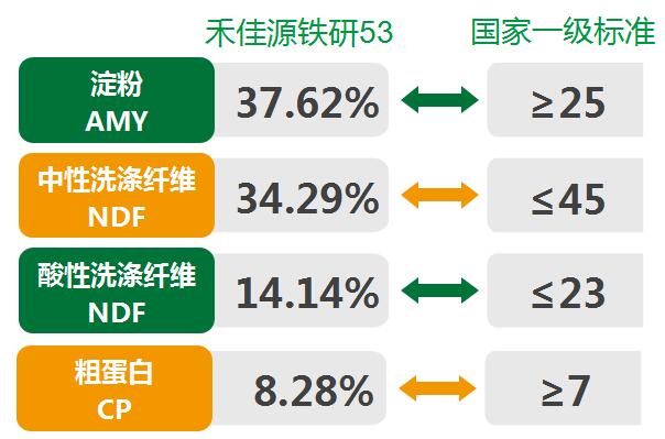 青贮玉米营养价值高