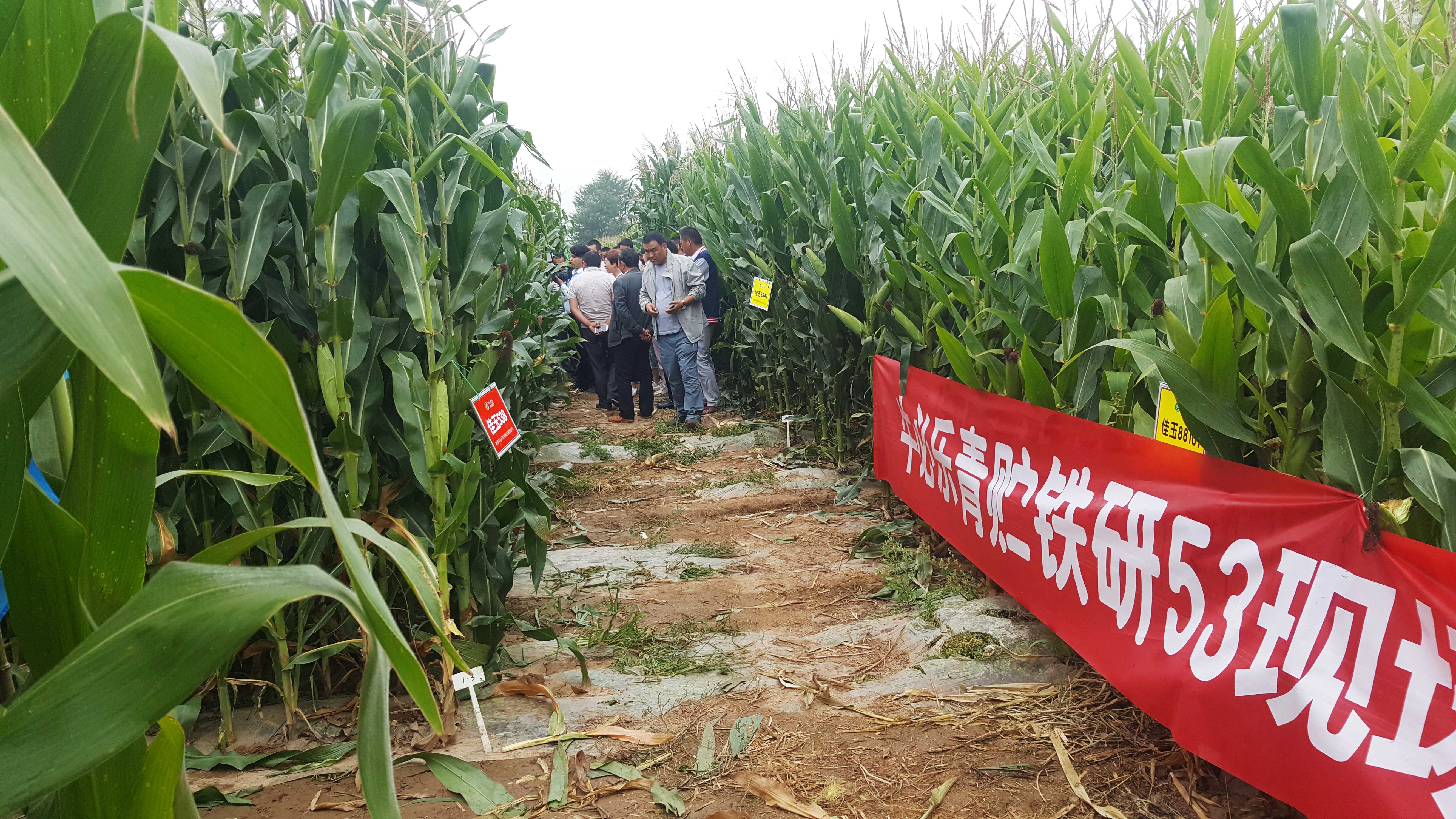 青贮玉米铁研53长势