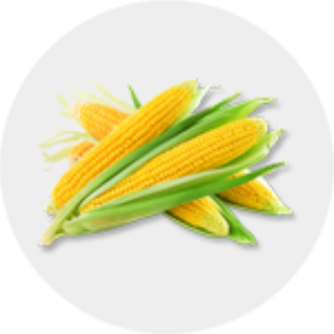 玉米种子批发