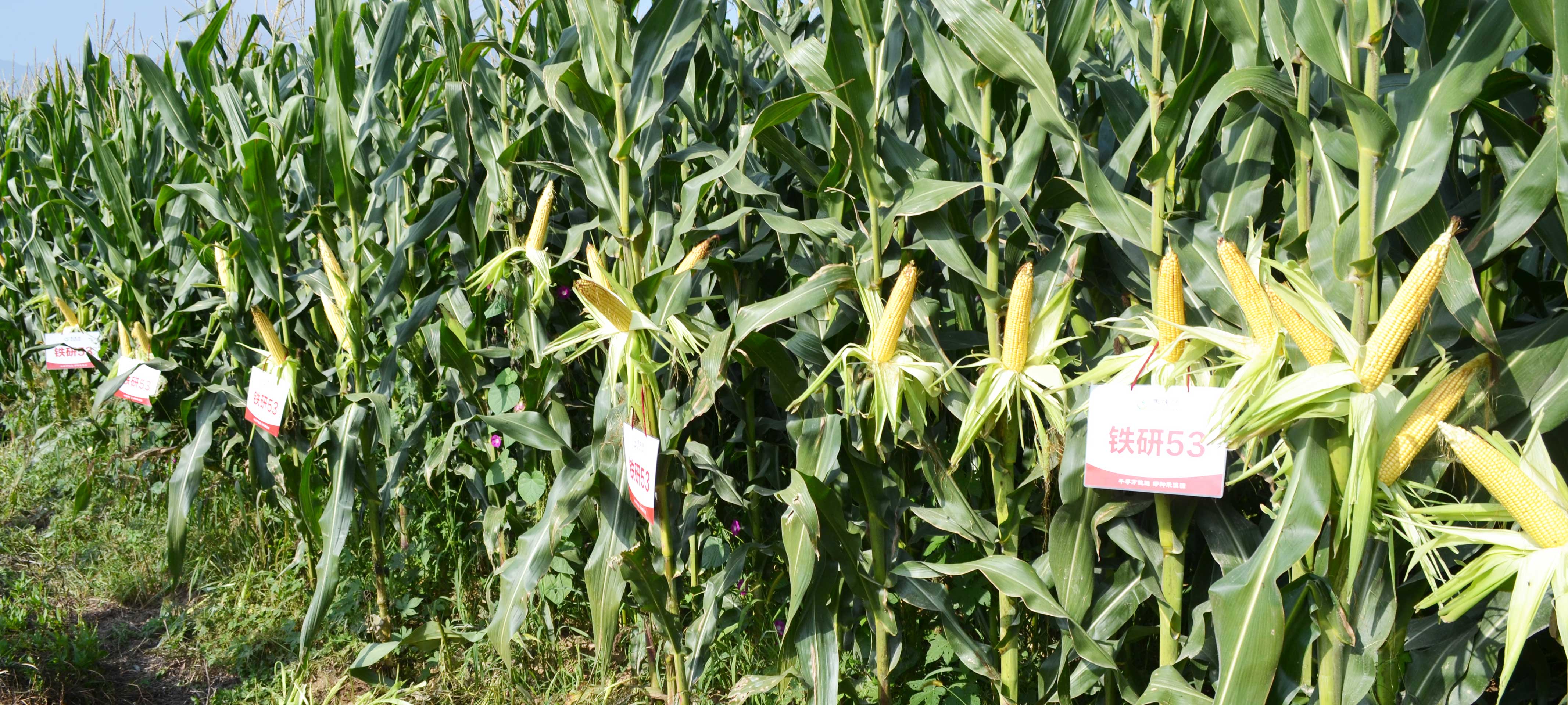 青贮玉米产量表现