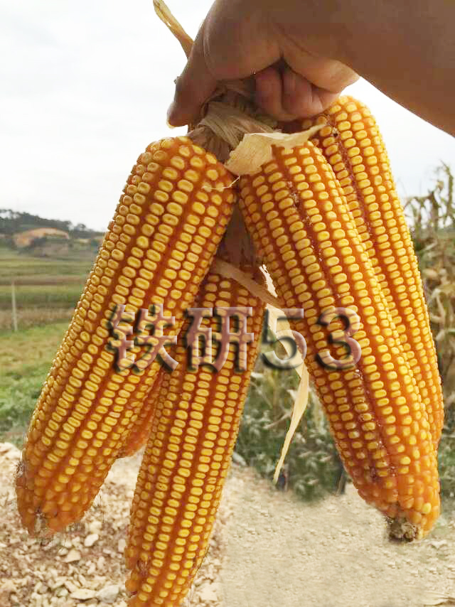玉米种子品种选择